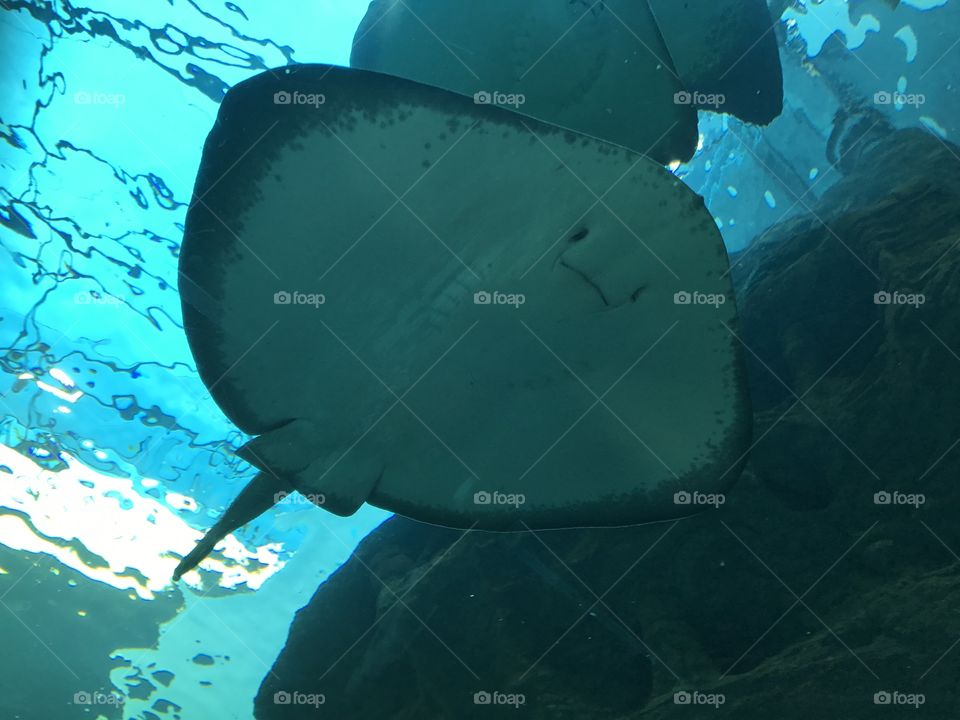 Summer swimming for this stingray. He seems to be enjoying summer, with his smiling face