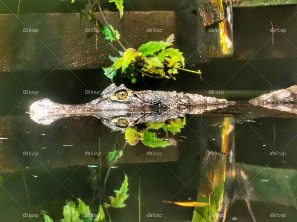 Crocodile