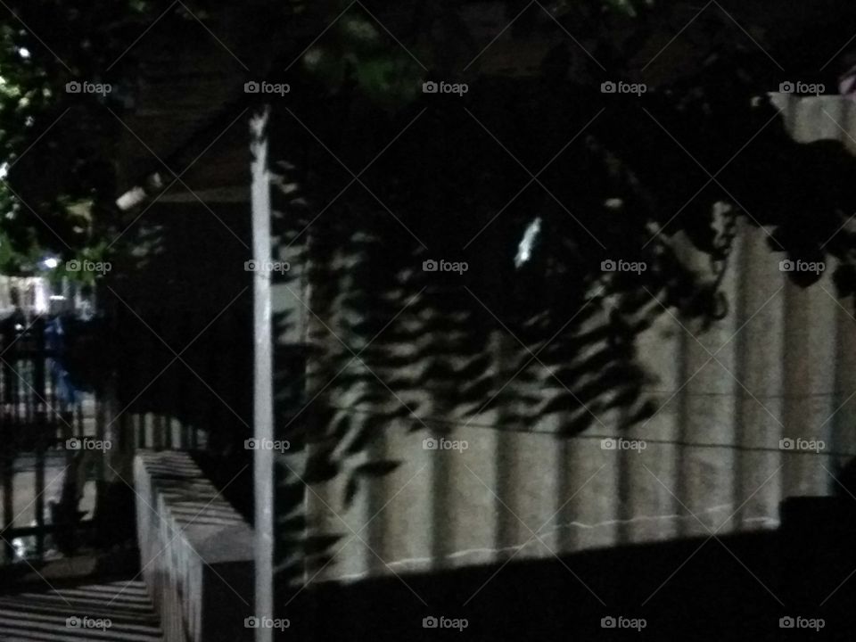 n8ght time leafs shade in down