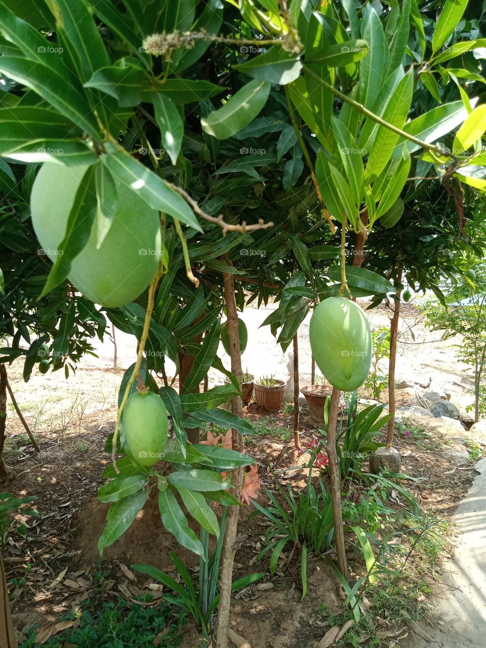 ravarma,  mangoes, mango tree, green mango