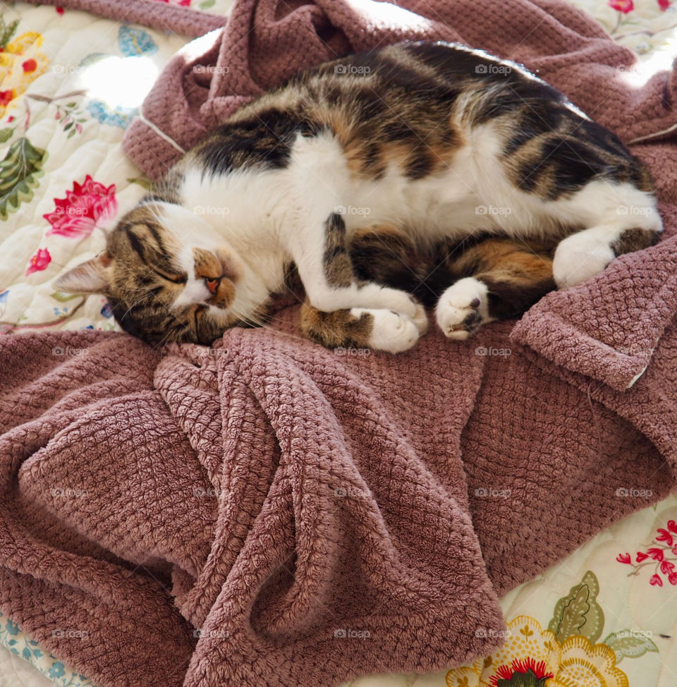 Adorable cat sleeping on fluffy robe on bed.