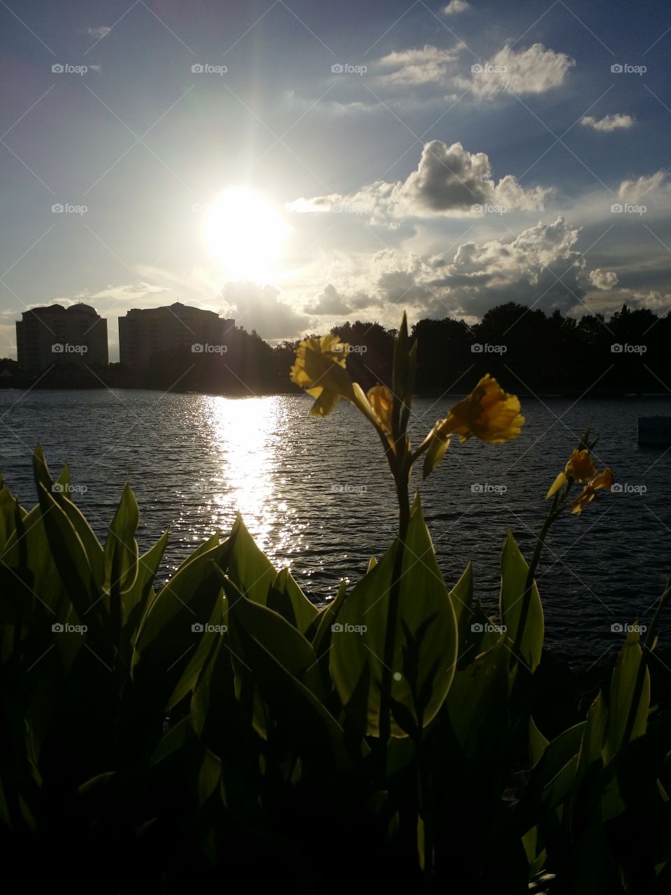 Flower In The Sunset. Took this at Cranes Roost in Altamonte Springs Florida