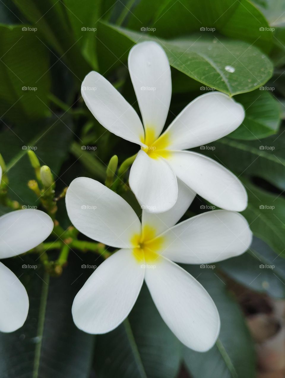 white flower seasonal fresh shurb small size looks very beautiful generally found everywhere