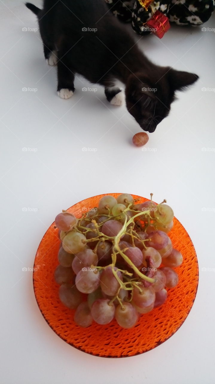виноград.кошка.тарелка.