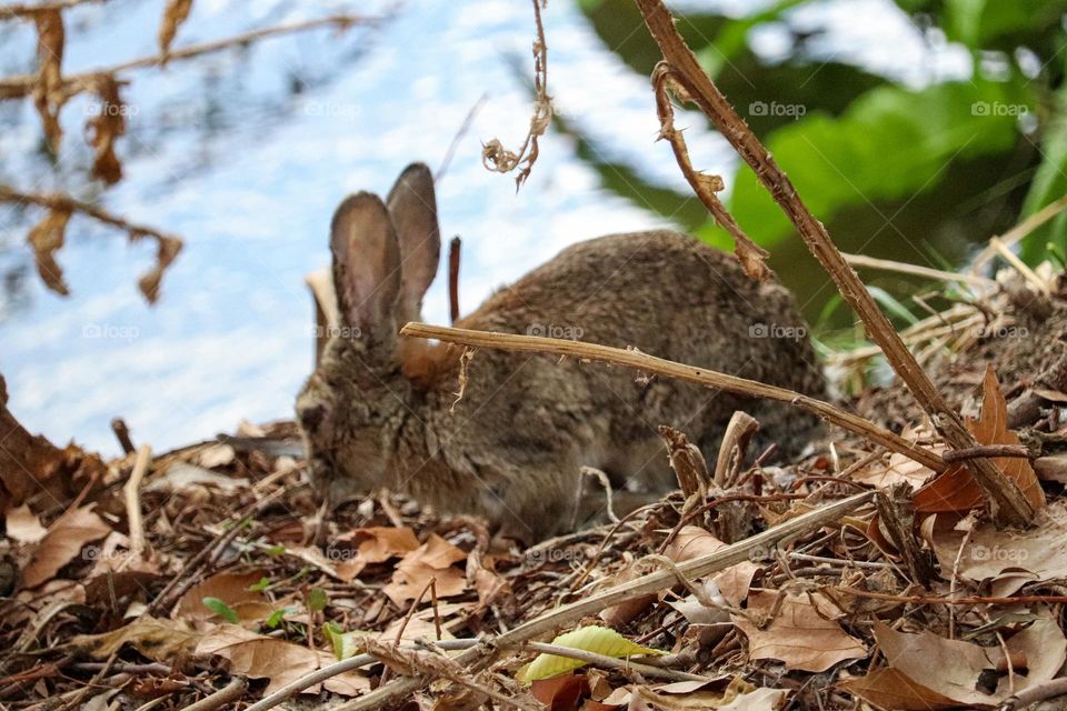 A wild rabbit in a wooded part of the city of Madrid