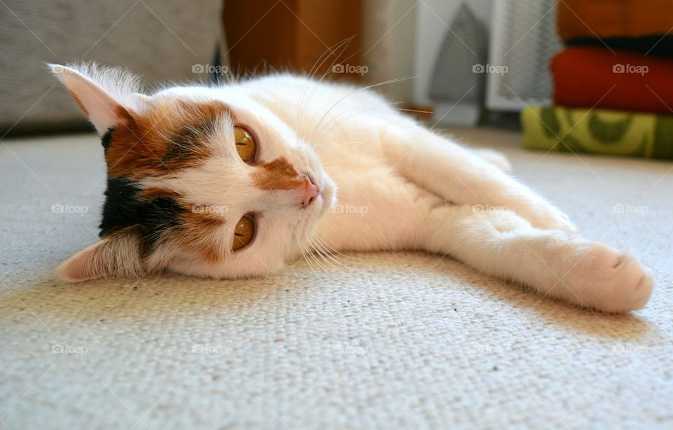 Cute, Sleep, Cat, Baby, Portrait