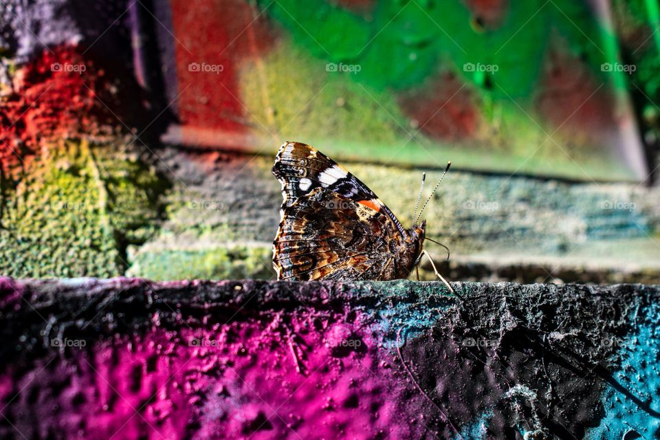 butterfly on multicoloured background