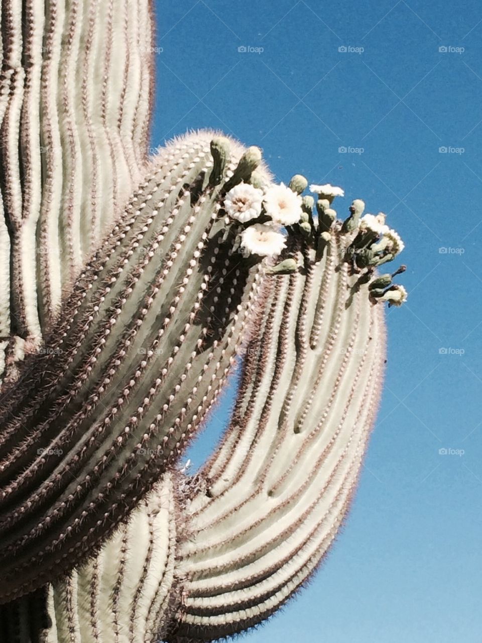 Saguaro in bloom