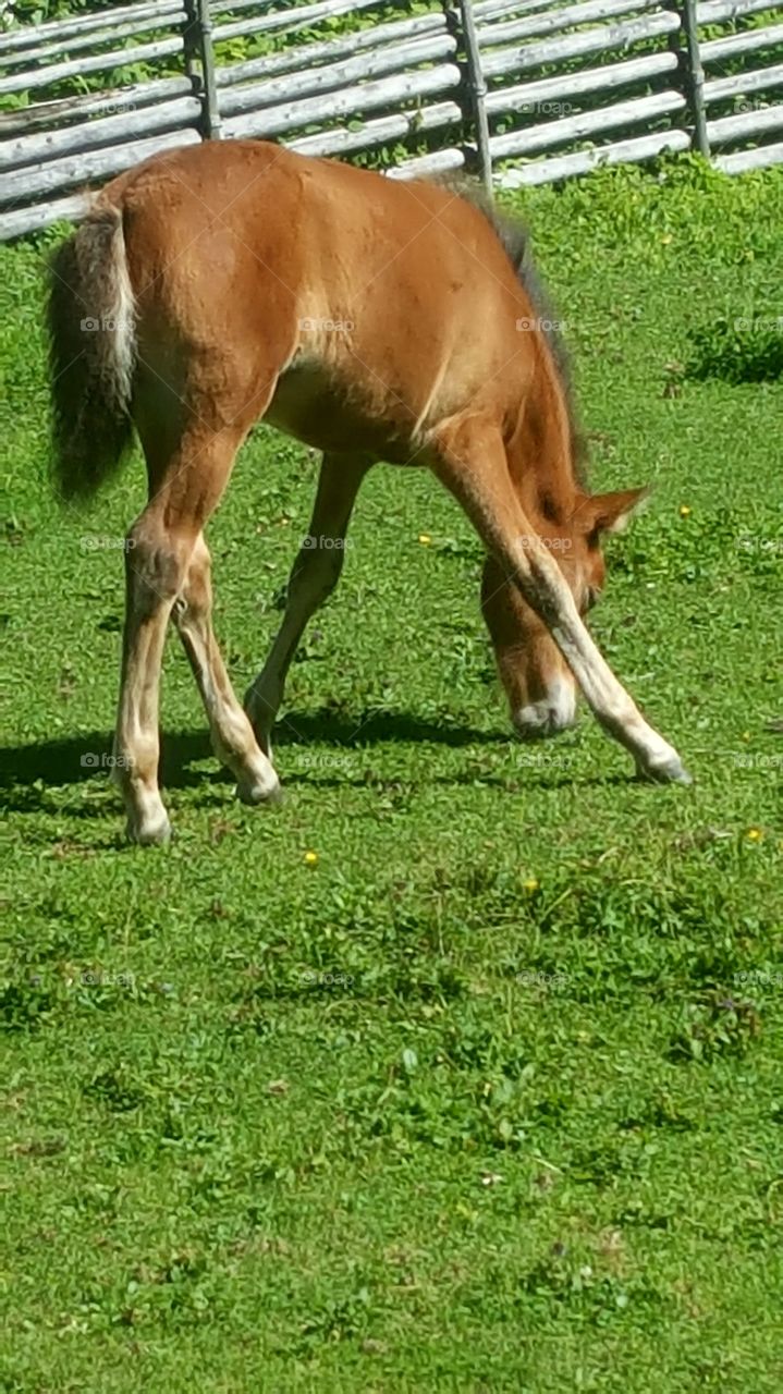 foal