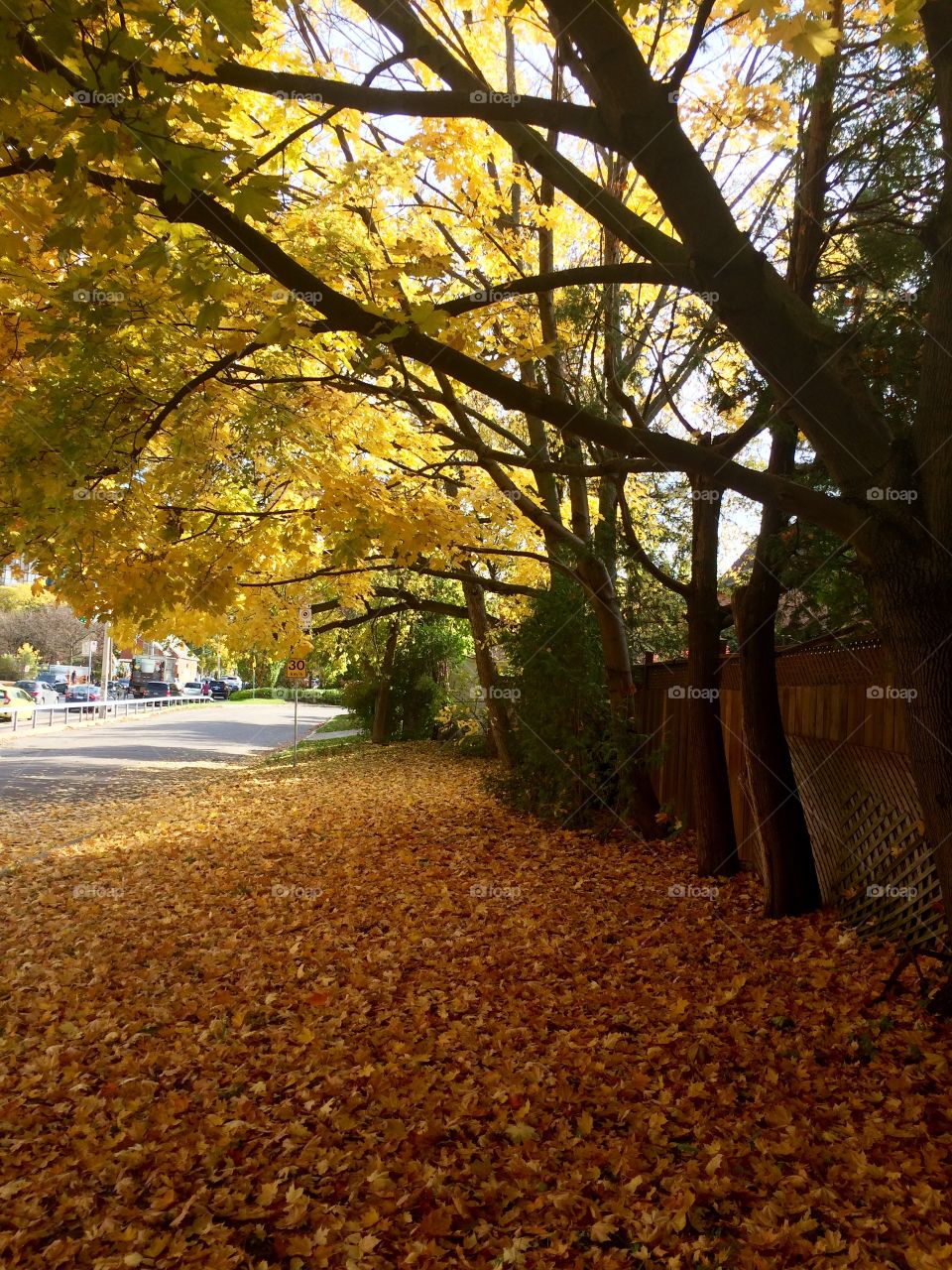 golden Autumn