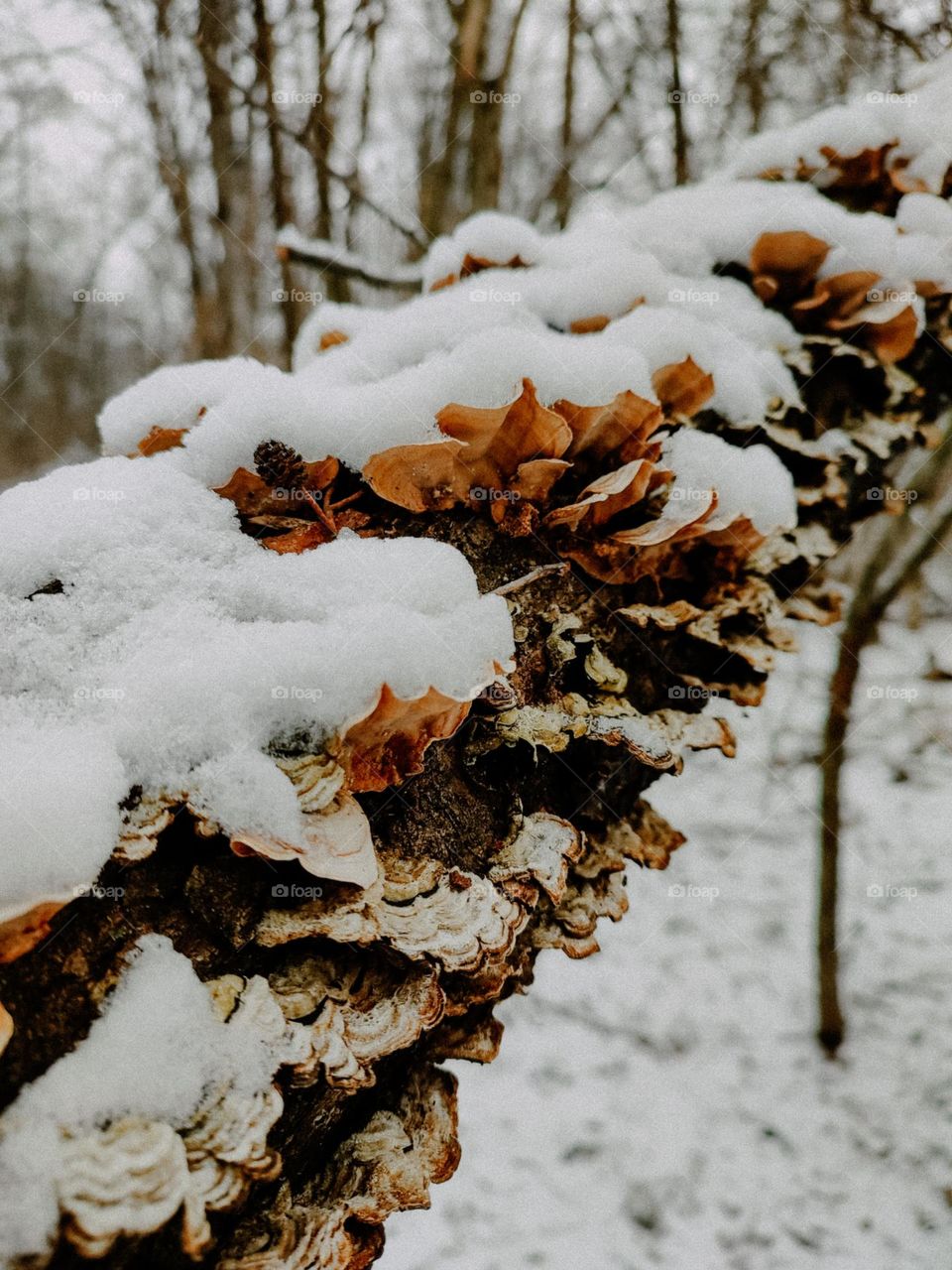 Brown wild mushrooms on the tree trunk covered with snow in winter forest, nature details