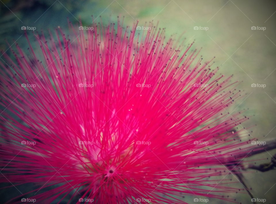 pink flower in park.