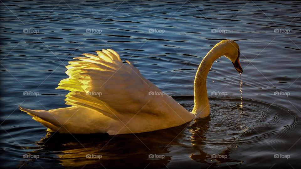 Swan with sunlight kiss