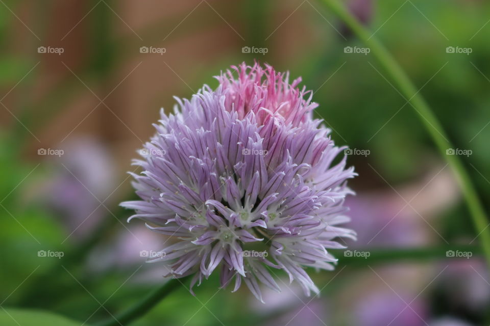 Chives 