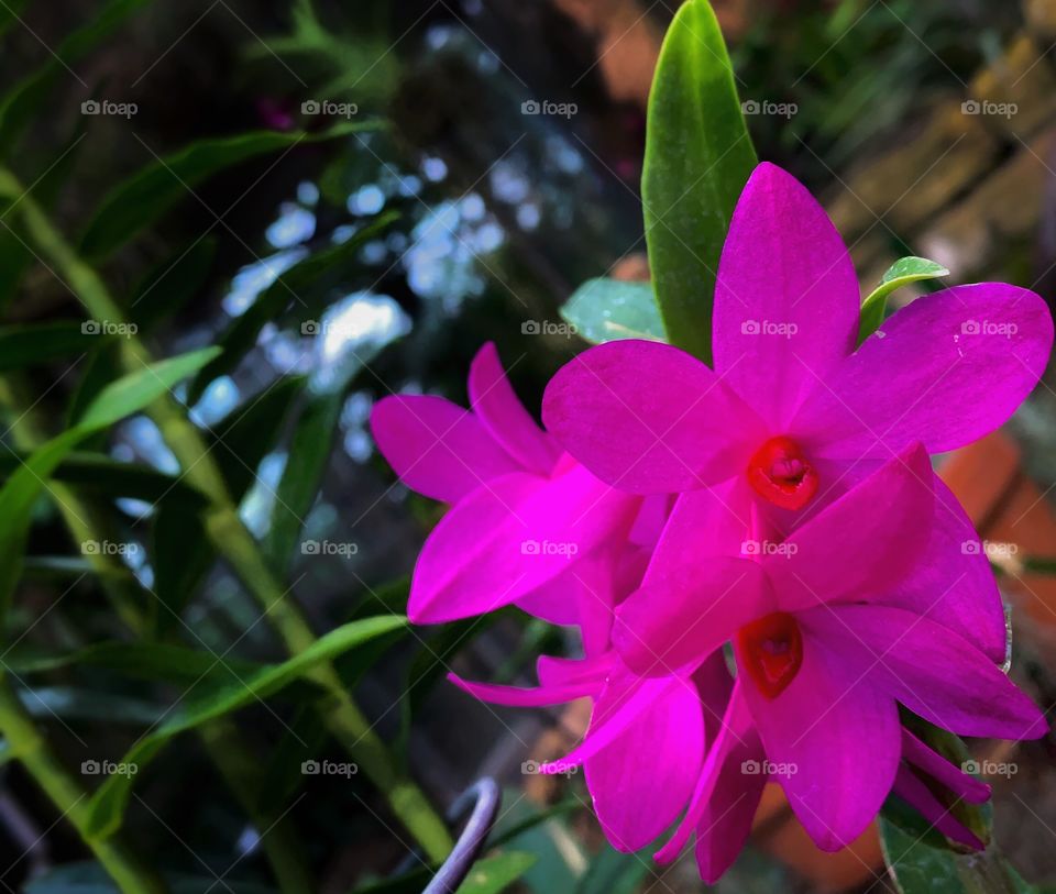 Pink flowers and bamboo—taken in Chicago, Illinois 