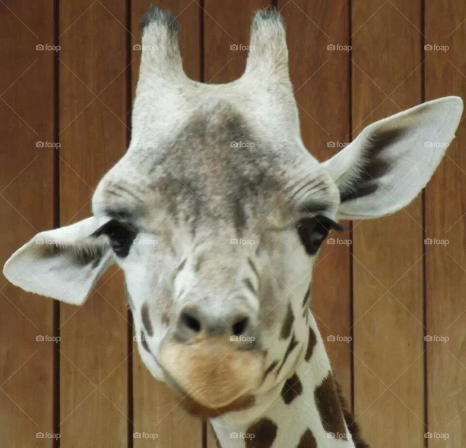 giraffe