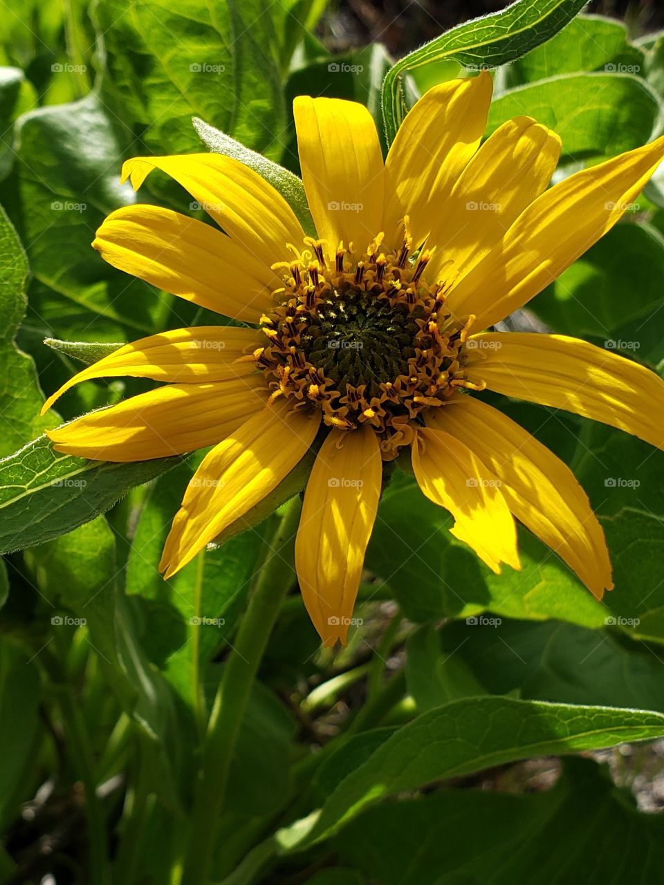 A late spring bloom of the wildflower Arrowleaf Balsamroot glows in the morning sun on a hill in Crook County in Central Oregon and is ready feed for the wild deer.