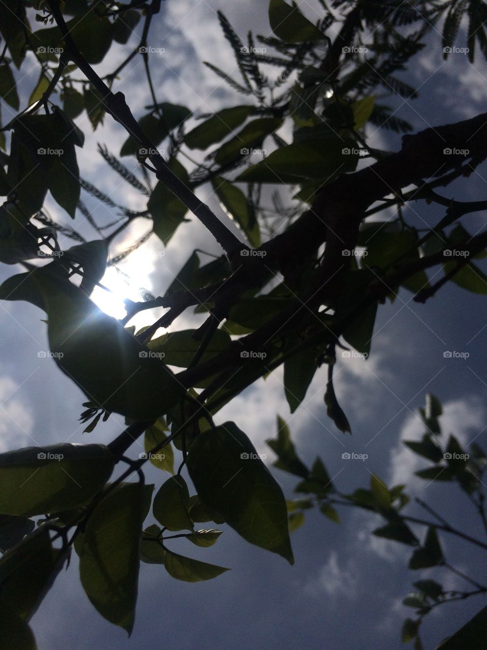 Beautiful leafs and sun light