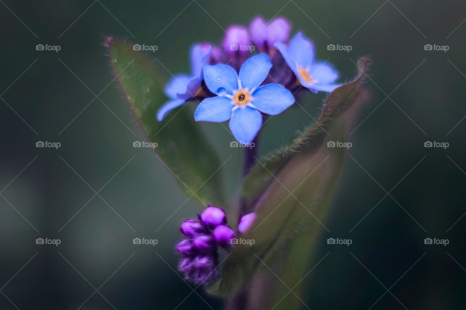 forget-me-not flower