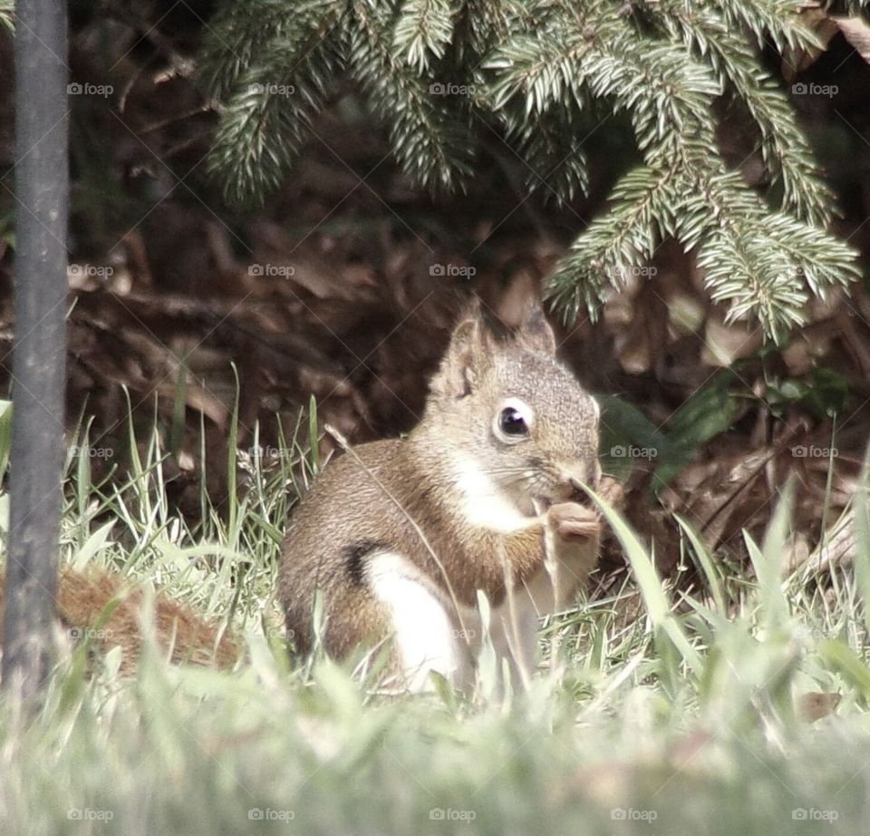 Cute baby squirrel 
