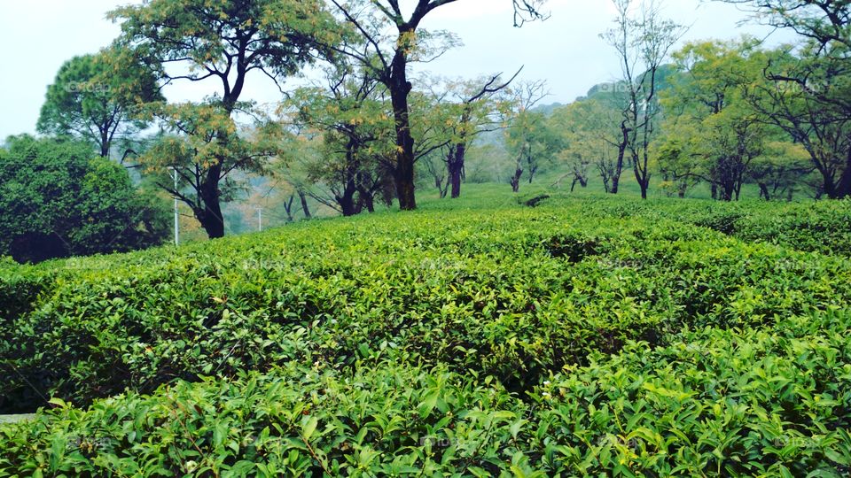 Tea Gardens Dharamshala
