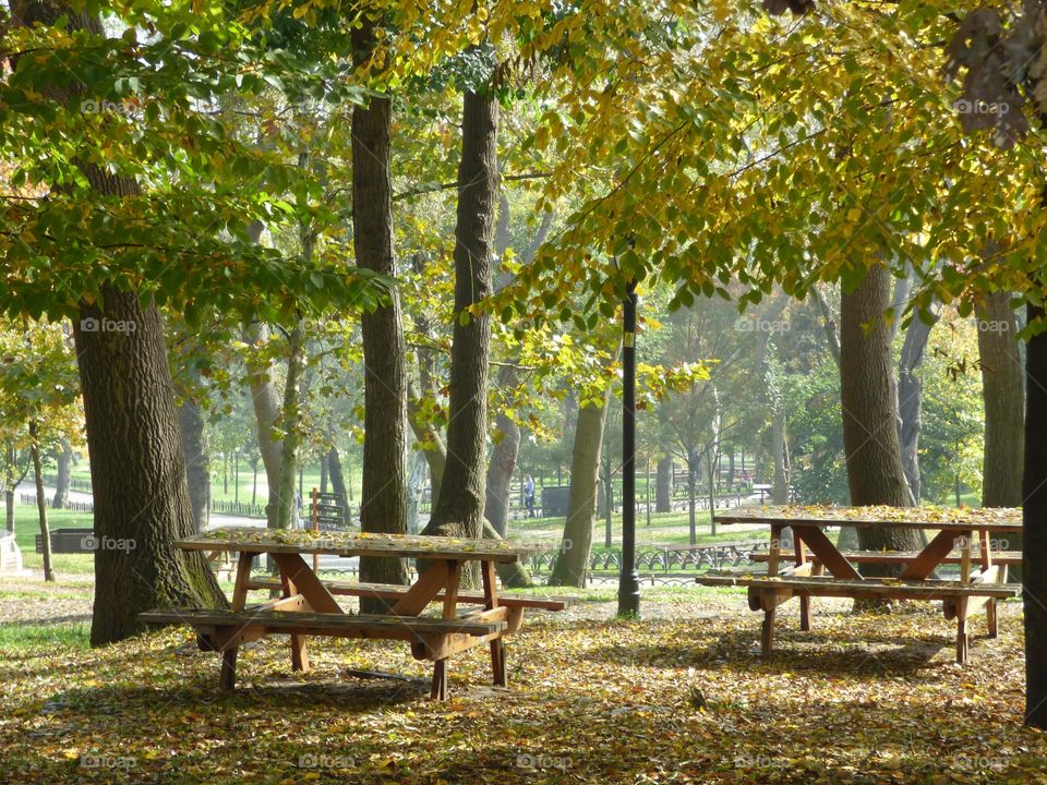 In a small forest in Istanbul