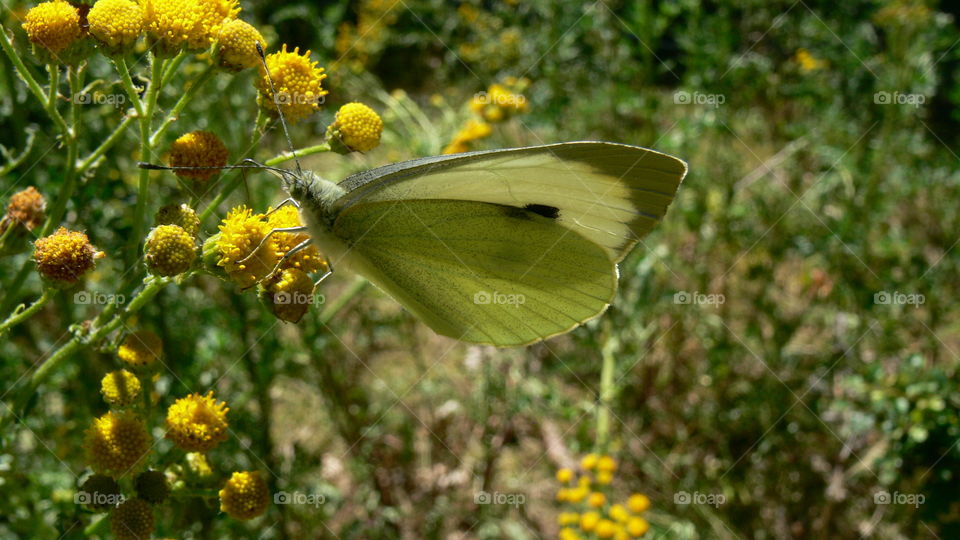 Schmetterling auf einer Blume