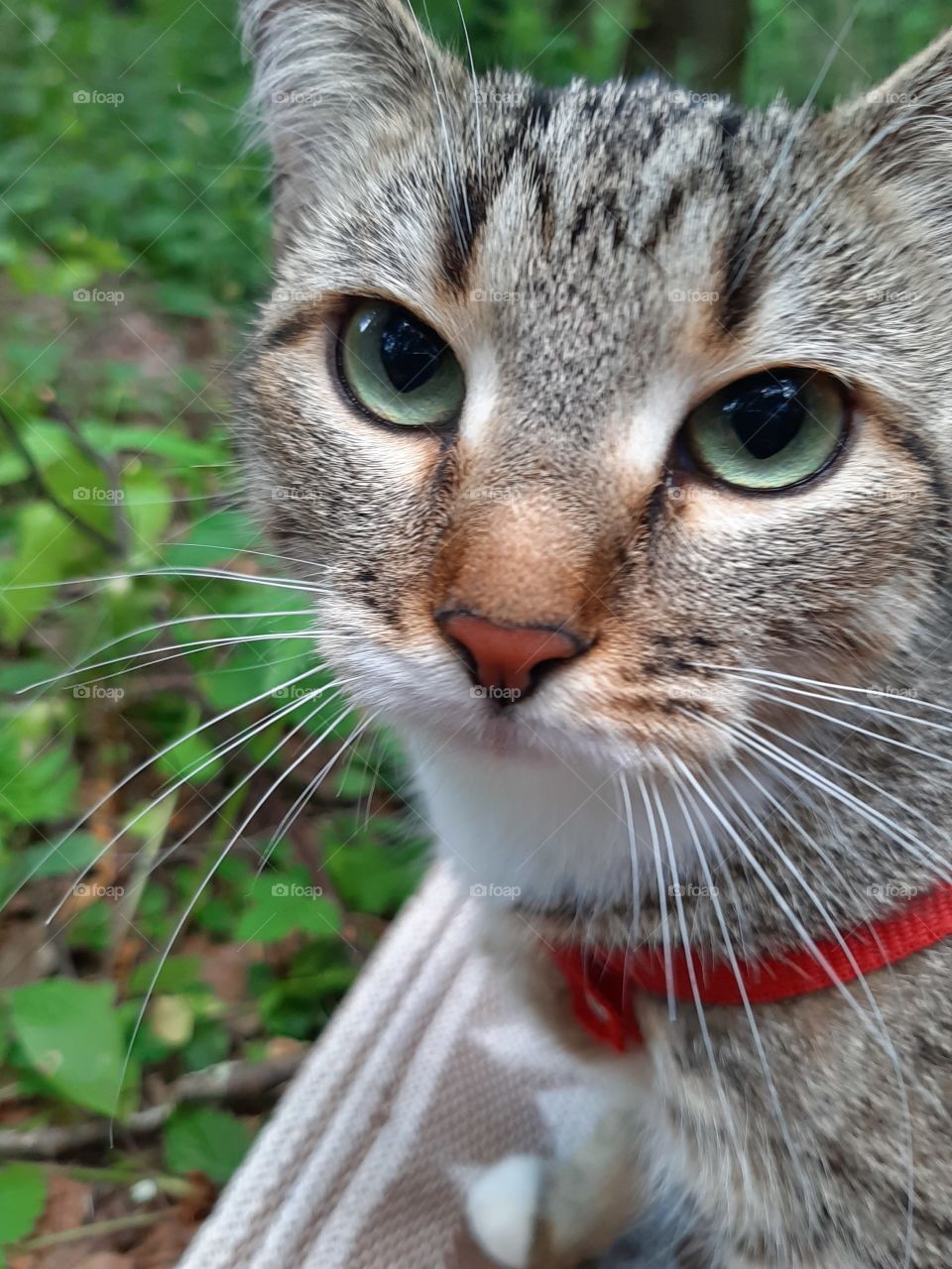 Зелёные   глаза!   Красота!