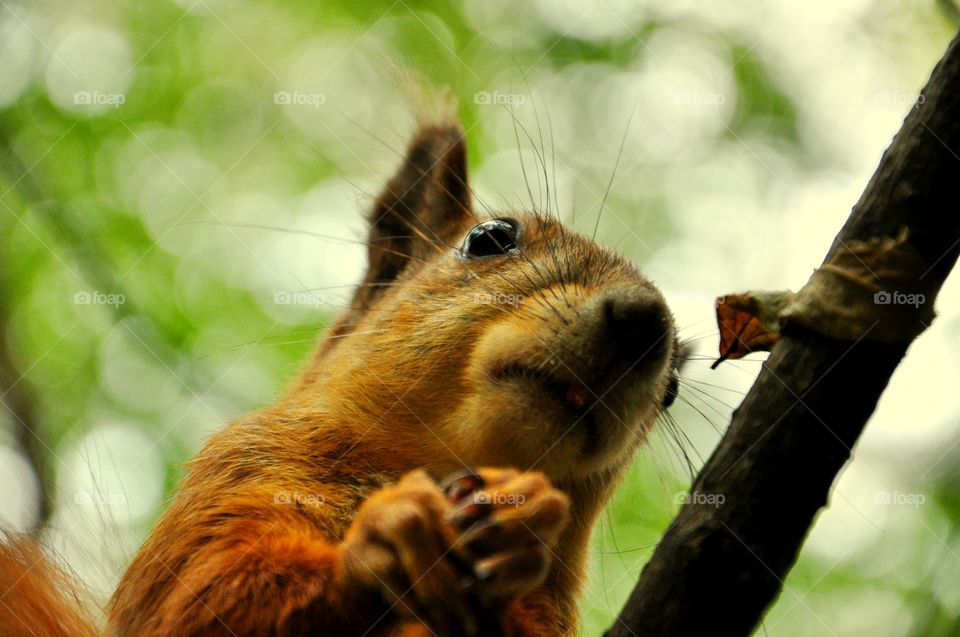 Close-up of squirrel
