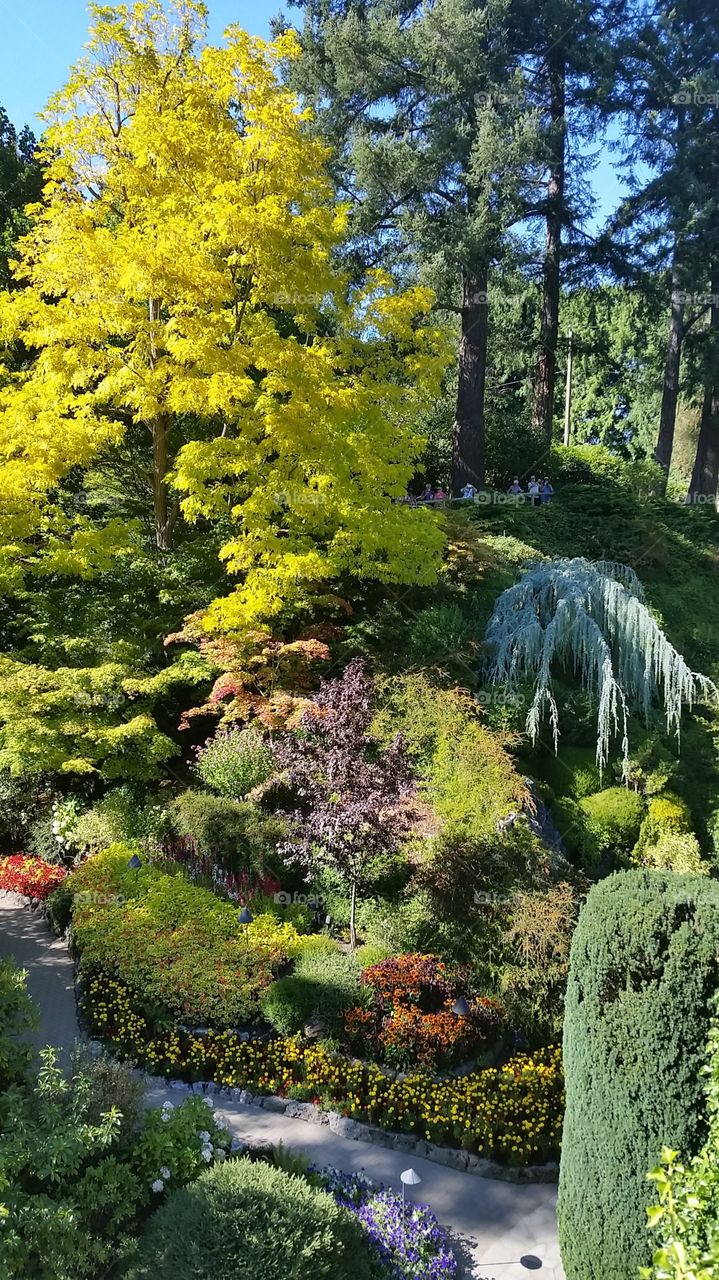 Butchart Gardens, Victoria, BC, Canada 🍁