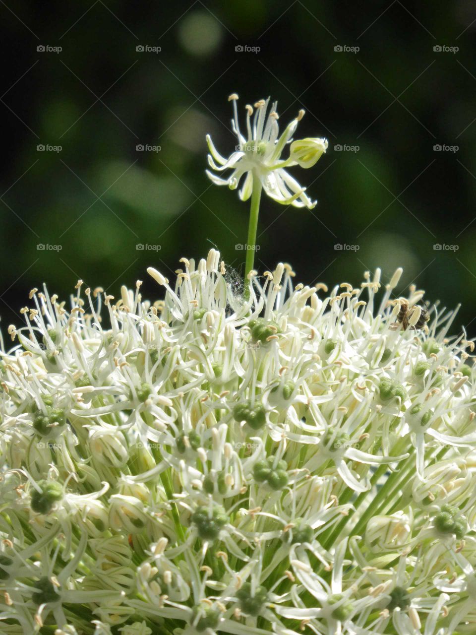 Allium