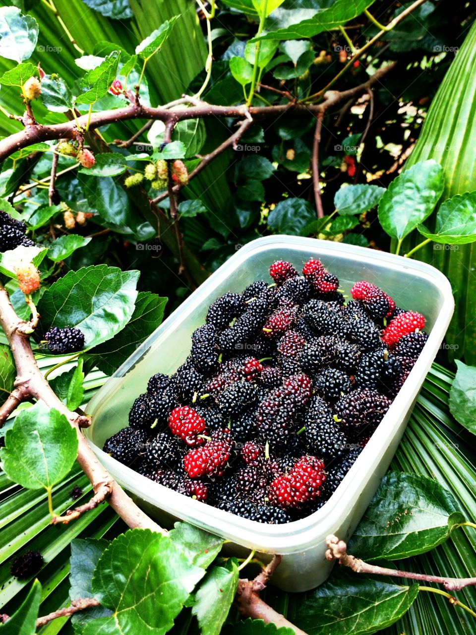 mulberry fruit