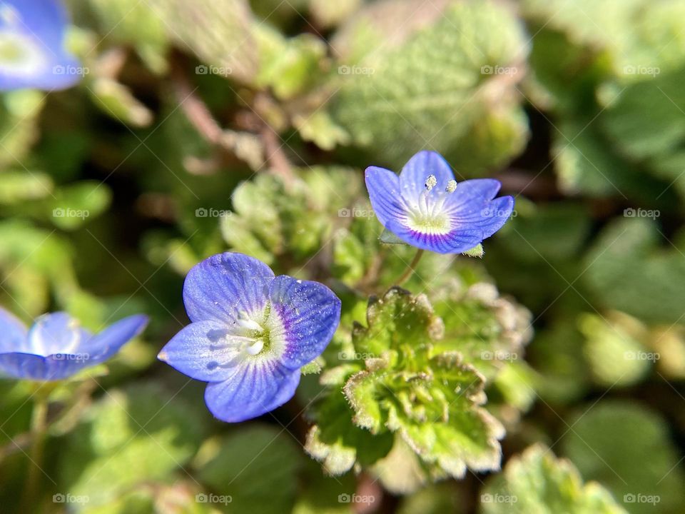 Speedwell flowers