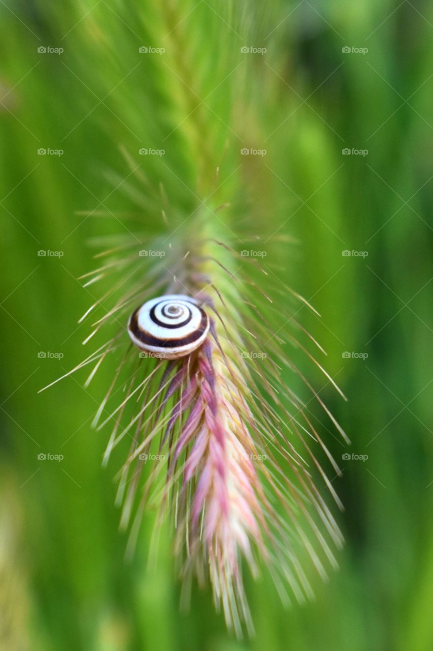 snail