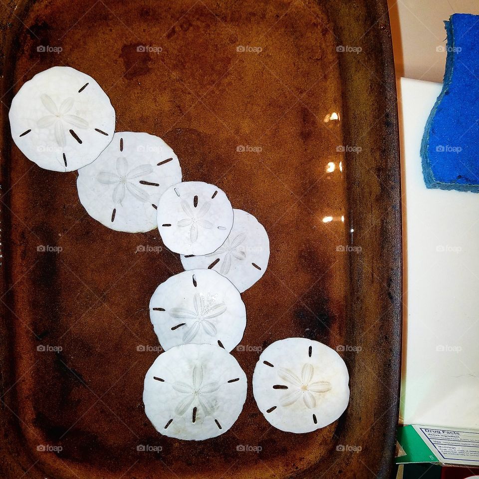 SAND DOLLARS ARE ONE OF THE OCEAN'S MOST BEAUTIFUL TREASURES 🎁🏝🌸💫💎👑💦🔮🔎🌊