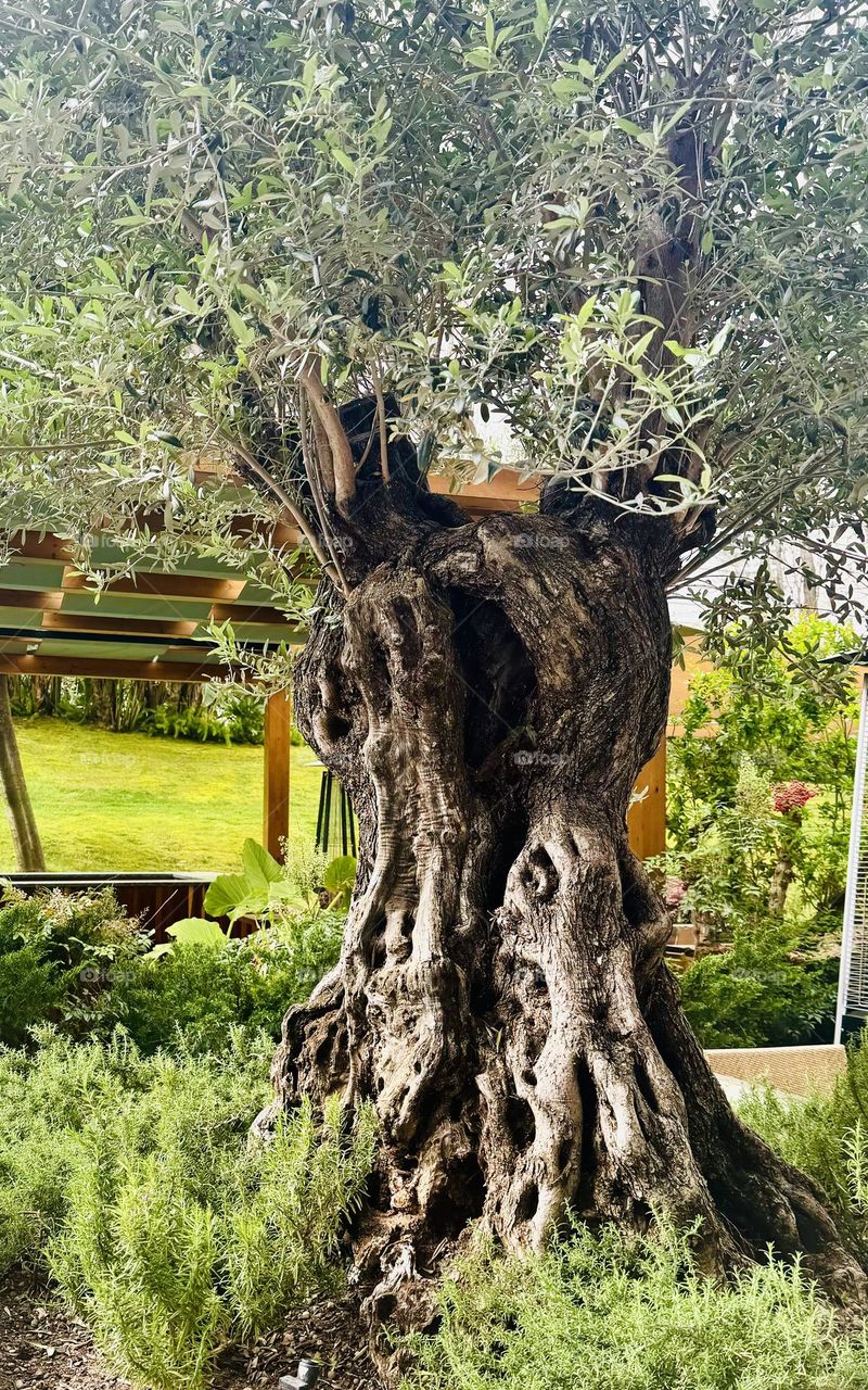 100-year-old Olive Tree