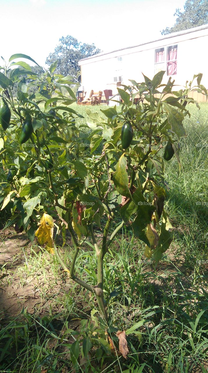 Agriculture, Food, Fruit, Leaf, Flora