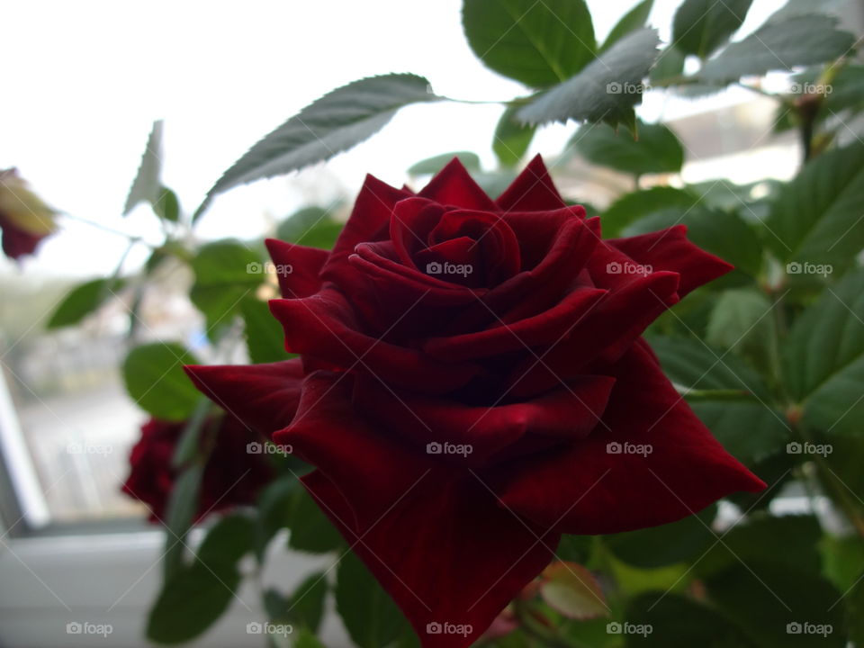 red rose in macro