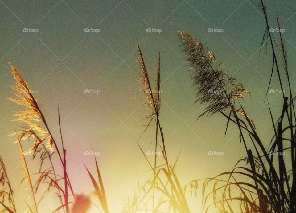 Stalk of reed against sky