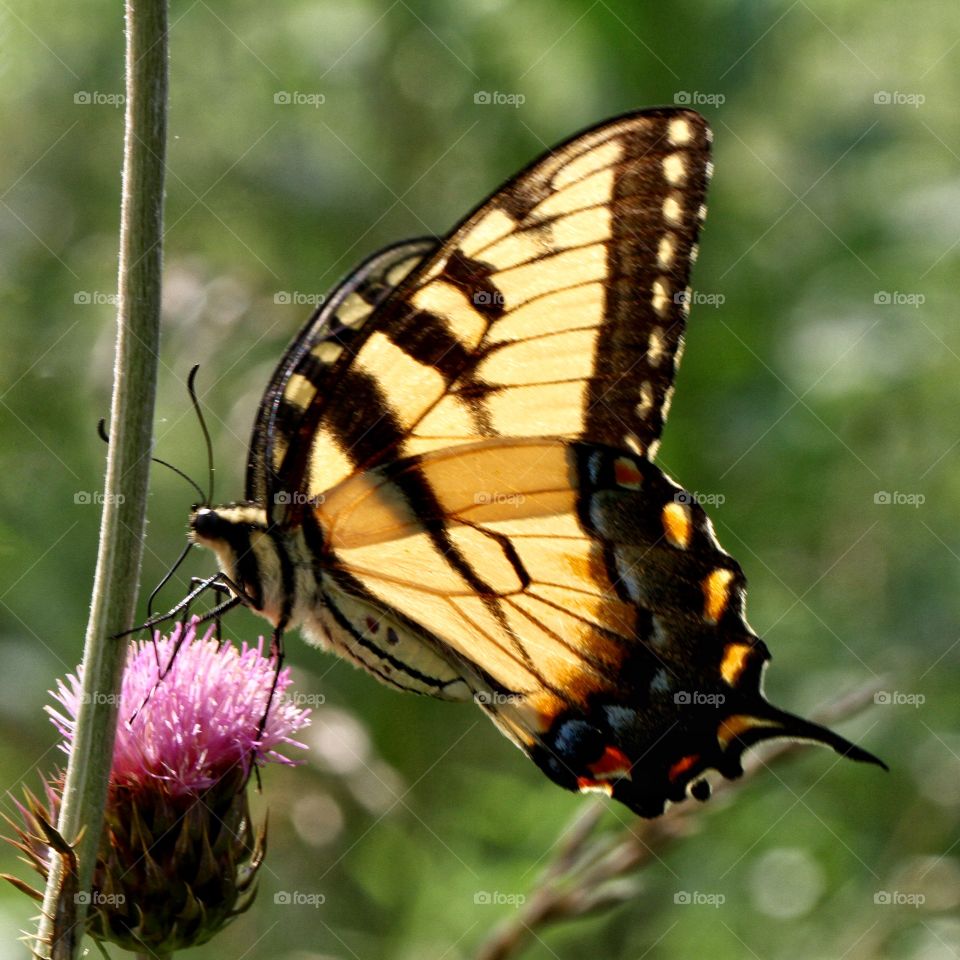 Sunlight through a butterfly’s wings