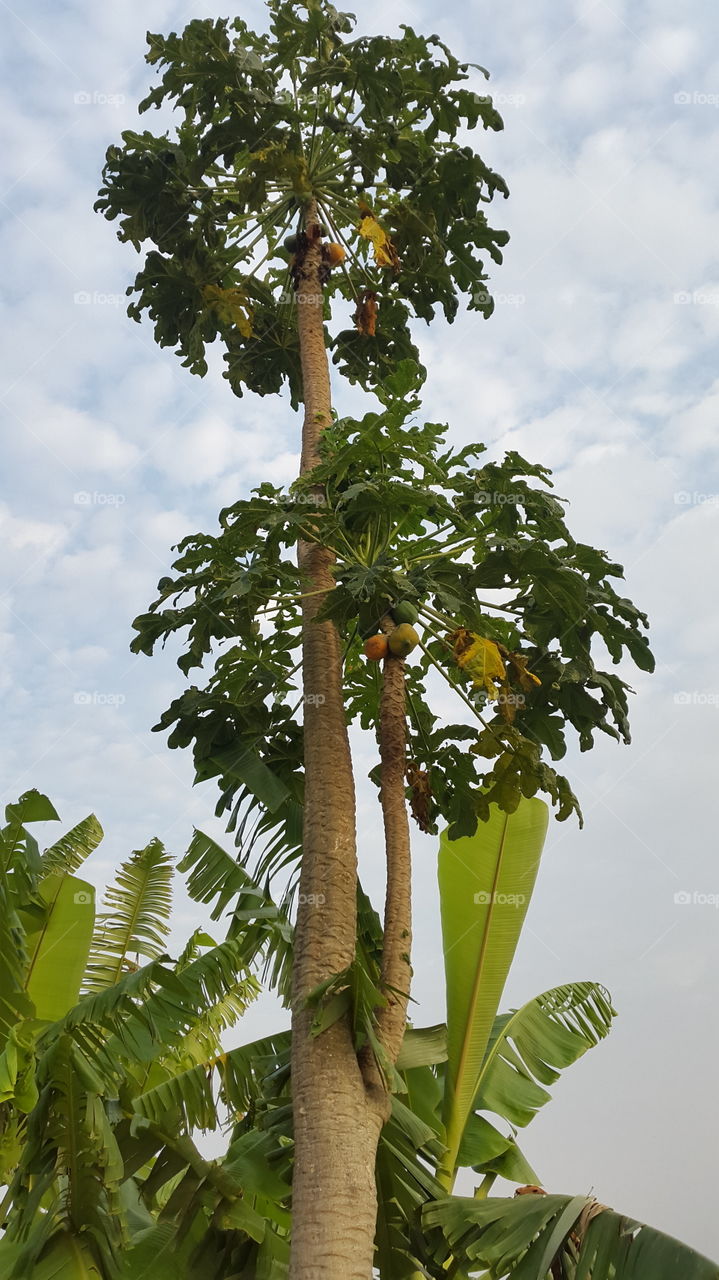 papaya is ready in harvest