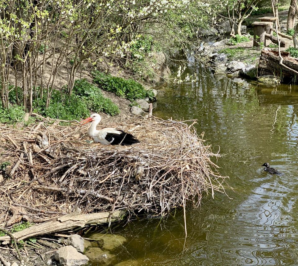 a stork hatches its eggs inside a huge nest built on the side of a stream