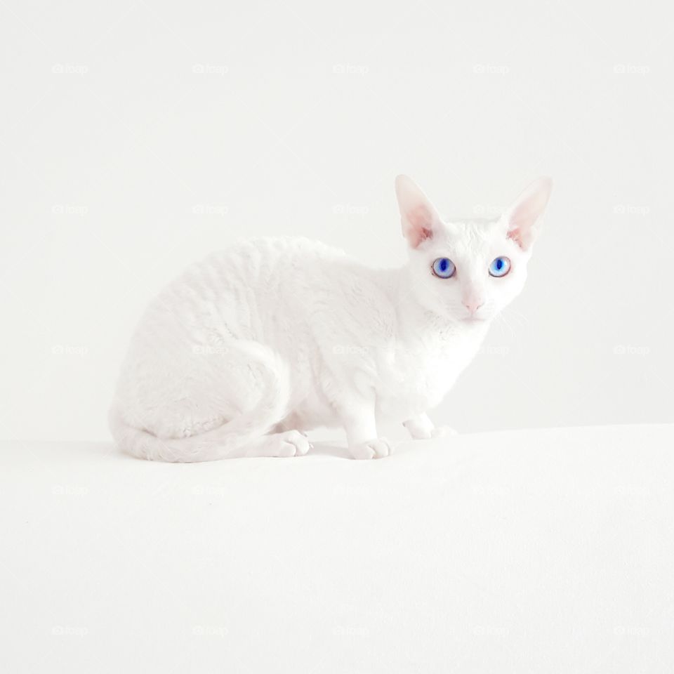 white cat cornish rex