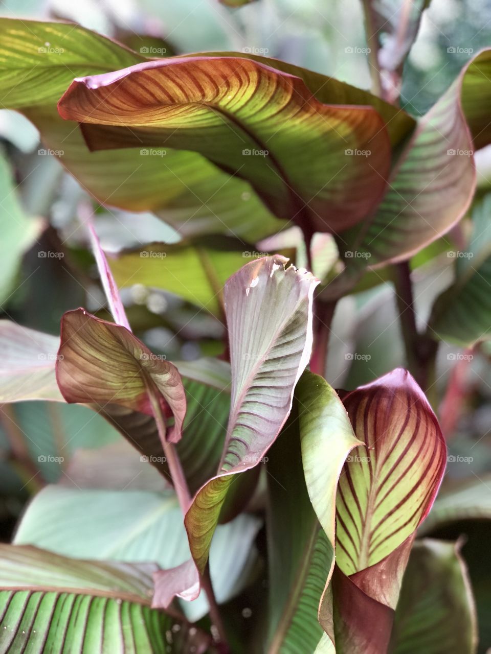 Leaves