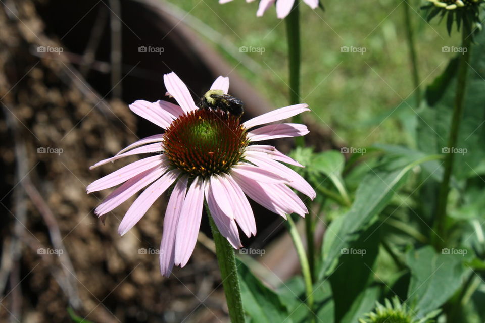 bee on cone flower