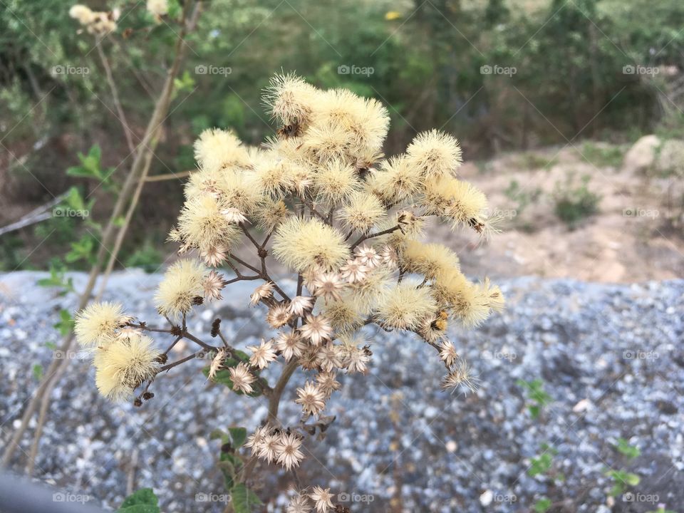 Close-up of flowers