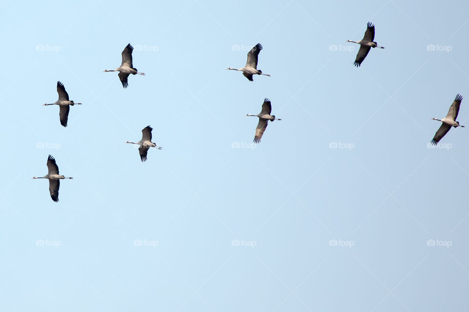Crane  birds in flight , flygande tranor Hornborgasjön Sverige  