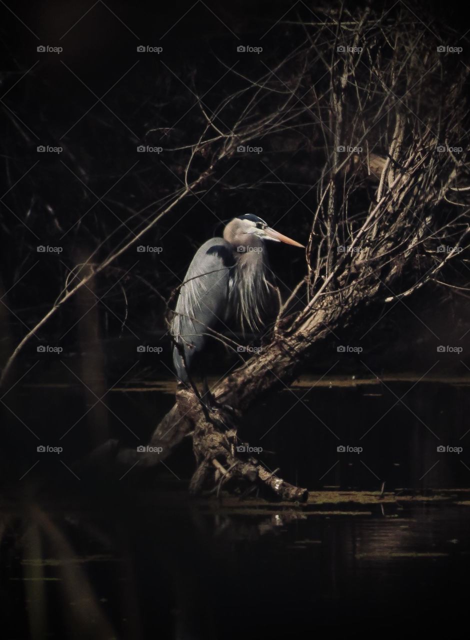 Blue Heron Perched on a Fallen Tree Waiting for a Catch