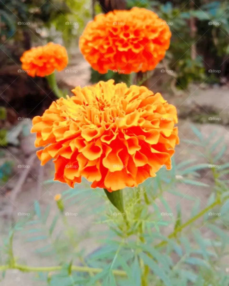 flower