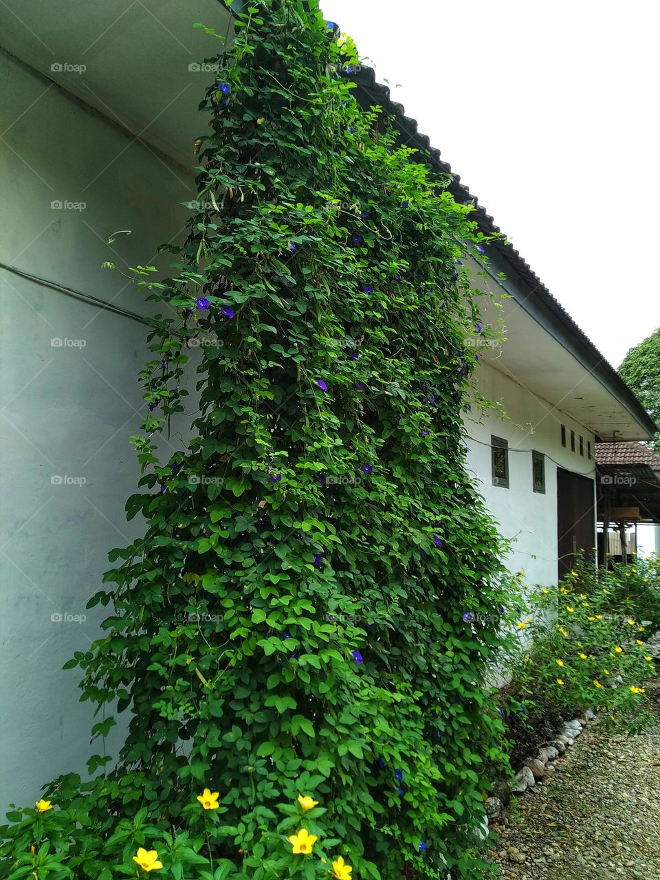 Clitoria ternatea plants are grown as vines to protect the house from the sun.